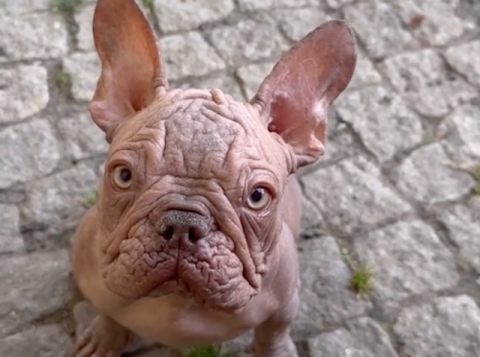 ¿De qué se trata la nueva tendencia de vender bulldog francés sin pelo?