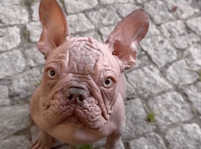 ¿De qué se trata la nueva tendencia de vender bulldog francés sin pelo?