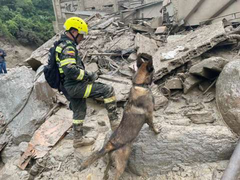 Oli y Romina, perros rescatistas como Wilson, ayudan en la avalancha en Quetame