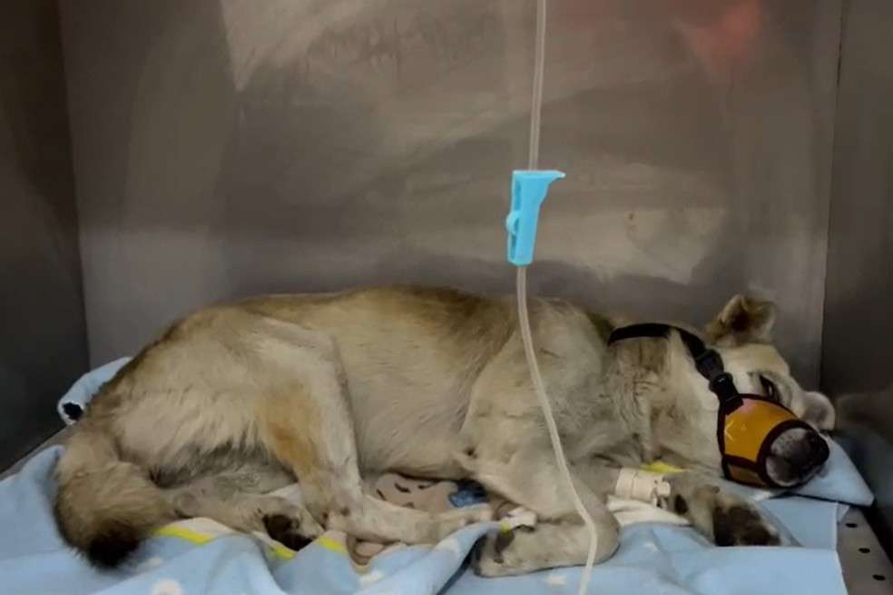 Este es el perrito. En las próximas horas entrará a cirugía.