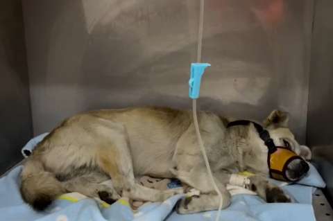 En video: denuncian que un perro fue arrojado de un puente en Bogotá