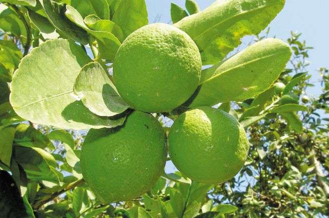 El limón tahiti es una de las cadenas productivas de Nariño.