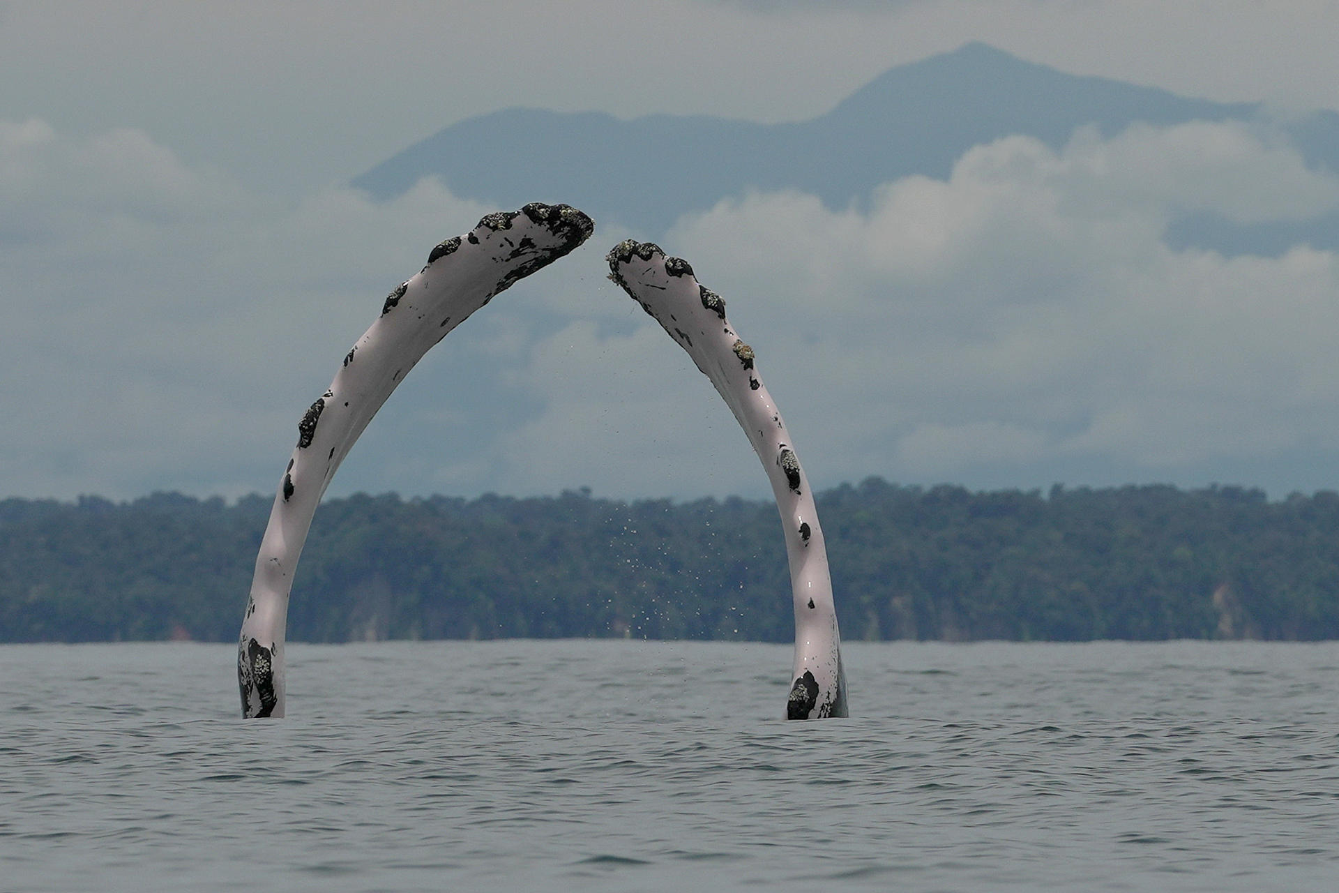 FOTODELDÍA ACOMPAÑA CRÓNICA: COLOMBIA BALLENAS AME1339. BUENAVENTURA (COLOMBIA), 21/09/2025.- Una ballena jorobada saca sus aletas este sábado, en el Parque Nacional Natural Uramba Bahía Málaga en Buenaventura (Colombia). En las aguas del Pacífico colombiano una danza forma un espectáculo en el océano. Las ballenas yubartas, también conocidas como ballenas jorobadas, disfrutan de las cálidas aguas de esta región del mundo para enseñar a sus crías los primeros coletazos que les ayudarán a sobrevivir. EFE/ Ernesto Guzmán
