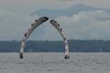 Las recomendaciones para observar ballenas con responsabilidad en el Pacífico colombiano