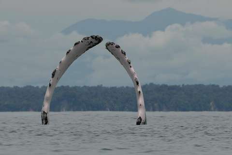 Las recomendaciones para observar ballenas con responsabilidad en el Pacífico colombiano