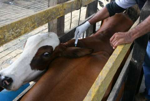 En diciembre, Colombia sabrá si es país libre de fiebre aftosa o no