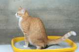 Arena para gatos del D1 vs. arena para gatos de Dollarcity: ¿cuál es la mejor?