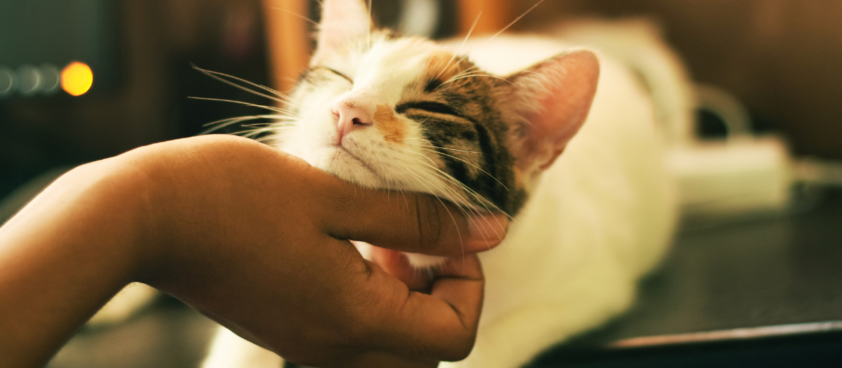 Gatos: 4 maneras en que tu mascota te agradece lo que haces por ella