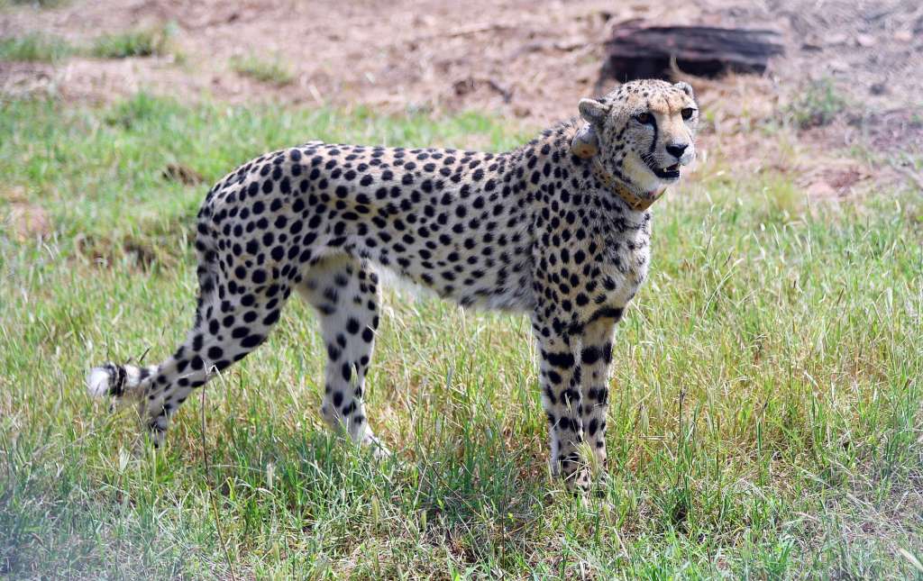 Madhya Pradesh (India), 17/09/2022.- A handout photo made available by the Indian Press Information Bureau (PIB) shows one of the Cheetah released by the Indian prime minister Narendra Modi which had become extinct from India, in Kuno National Park, in Madhya Pradesh, India, 17 September 2022. Cheetahs brought from Namibia are being introduced in India under Project Cheetah, which is world's first inter-continental large wild carnivore translocation project and bringing Cheetahs back to India will help in the restoration of open forest and grassland ecosystems and also lead to enhanced livelihood opportunities for the local community, said a press release by the Press Information Bureau EFE/EPA/INDIA PRESS INFORMATION BUREAU / HANDOUT HANDOUT EDITORIAL USE ONLY/NO SALES