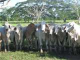 En 2020 las exportaciones ganaderas alcanzaron los US$267,1 millones