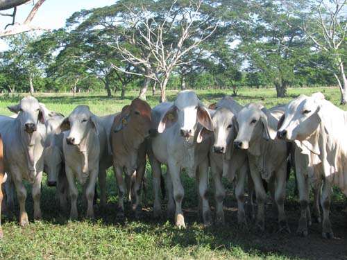 Los países que más compraron carne colombiana durante 2020 fueron Rusia con 8884 toneladas (US$29,1 millones); Líbano con 6863 (US$26,4 millones) y Hong Kong con 3789 (US$16,7 millones).