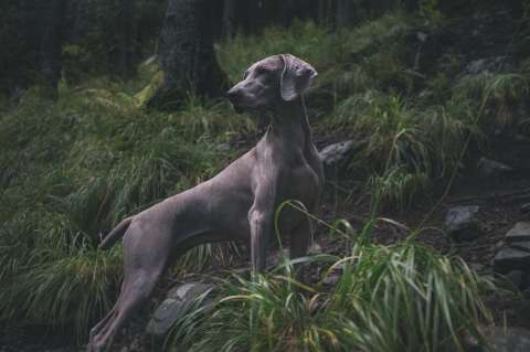 Estas son las razas de perro con menor esperanza de vida