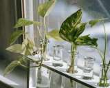 En imágenes: cinco plantas que puede cultivar en agua y cómo cuidarlas en casa