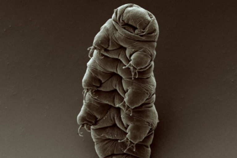 Los tardígrados, los extraños animales terrestres que podrían estar en la Luna