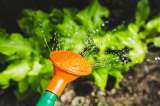 ¿Cuál es la mejor hora para regar sus plantas?