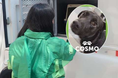 ¿La protección animal en Bogotá está en riesgo? Esto está pasando en el IDPYBA