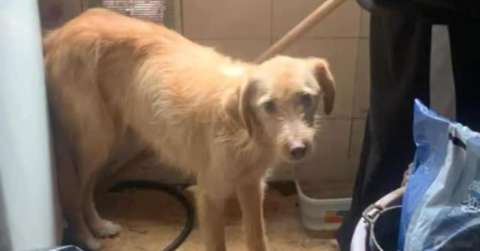 Autoridades rescataron a Max y Yuno, dos perros que permanecían encerrados en Kennedy