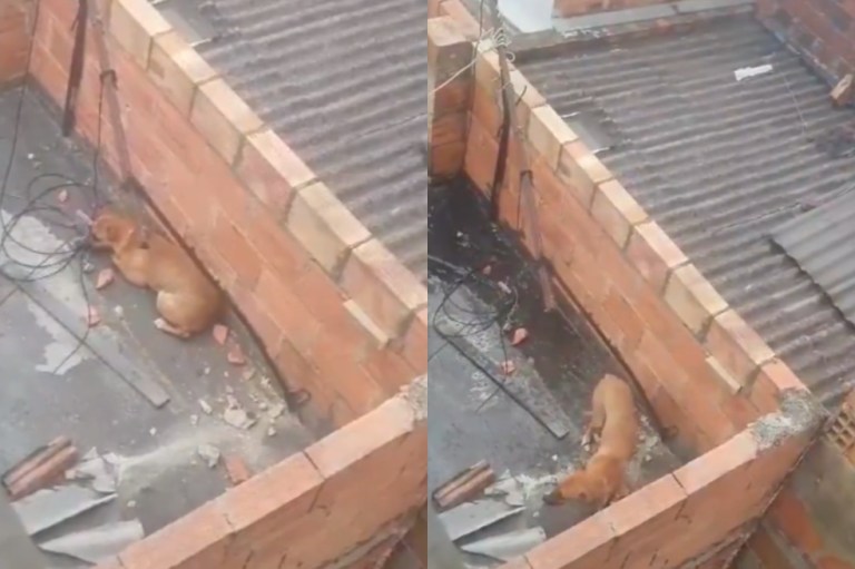Rescatan a perrita que, presuntamente, era maltratada por sus dueños en Bogotá