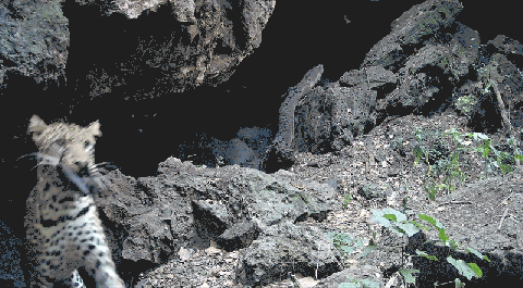 Las pistas que revelan videos de una cueva africana sobre cómo saltan los virus a humanos