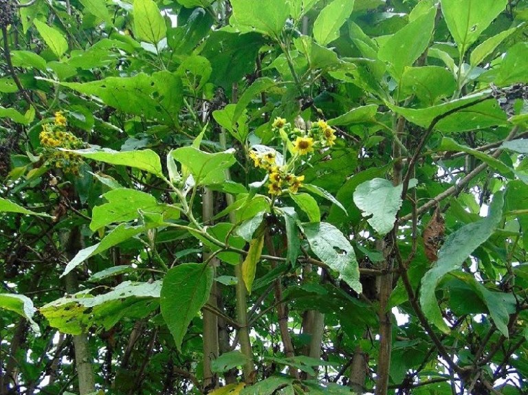 Árbol loco: ¿Por qué se llama así y dónde se puede ver en Colombia?