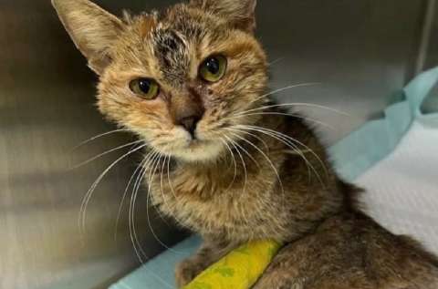 Del abandono a la esperanza: así fue la recuperación de una gata parapléjica