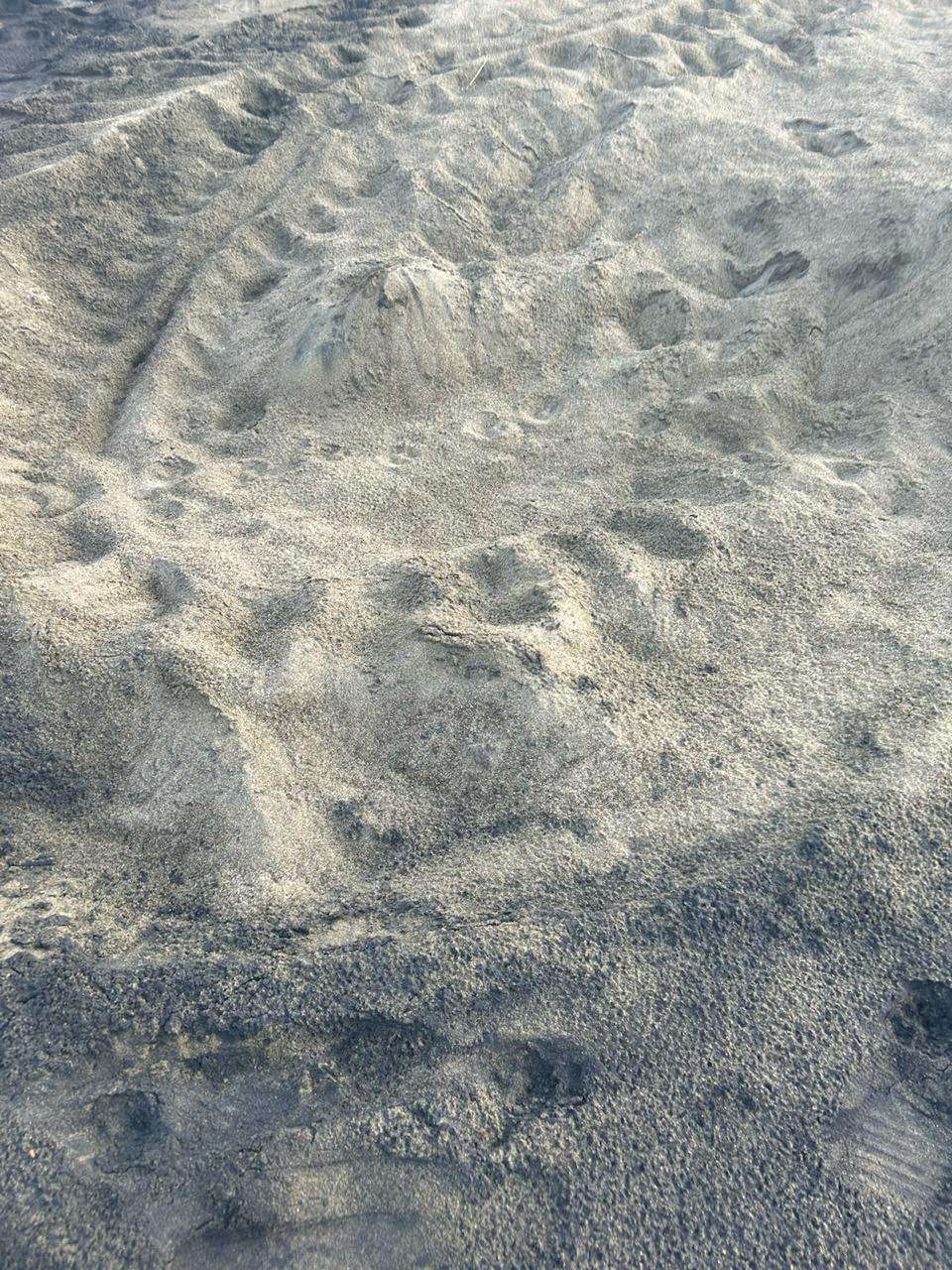 Huella de una tortuga caná en Acandí a inicios de marzo.