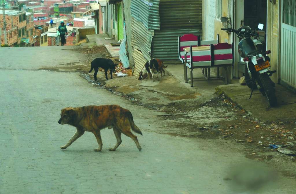 Perros Colombia.
