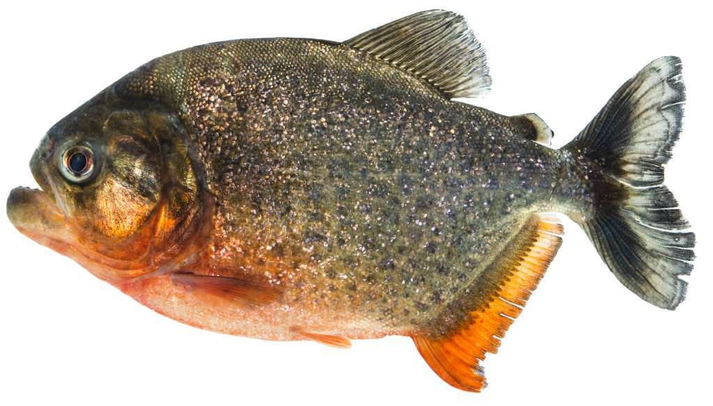 Pygocentrus nattereri, la piraña de vientre rojo, uno de los miembros más reconocidos y temidos de la familia Serrasalmidae.