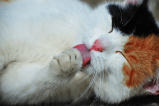 ¿Cada cuánto se baña un gato?