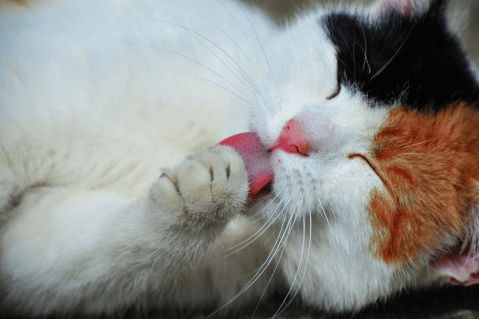 ¿Es malo que mi gato me lama la cara?