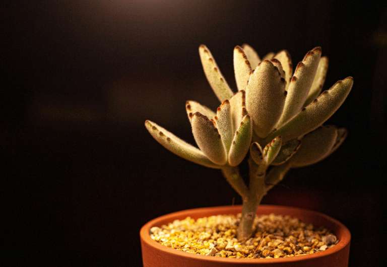 La Kalanchoe tomentosa, conocida como planta panda u oreja de gato, es una suculenta originaria de Madagascar que destaca por sus hojas carnosas cubiertas de una suave vellosidad blanco grisácea con bordes marrón oscuro, lo que le da un aspecto aterciopelado muy llamativo. Es una planta de crecimiento lento y fácil mantenimiento, ideal para interiores, ya que requiere luz brillante indirecta, riego moderado y sustratos con buen drenaje. Su atractivo principal son sus hojas decorativas, aunque también puede producir pequeñas flores tubulares en tonos rosados o verdosos.