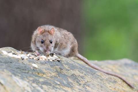 ¿Estamos creando una nueva especie de "superratas" en la guerra contra los roedores urbanos?