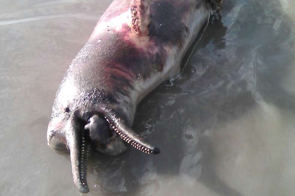 La Policía encontró los cuerpos de dos delfines con “heridas de armas contundentes”. / Pispesca