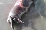 Alerta por caza de delfines rosados en el río Meta