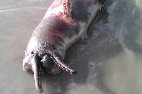 Alerta por caza de delfines rosados en el río Meta