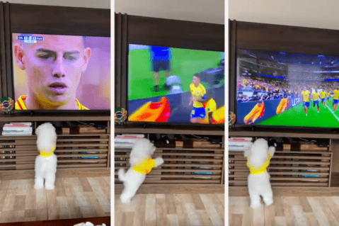 Perro se vuelve viral con su reacción al ver jugar a James Rodríguez: “Qué hincha”
