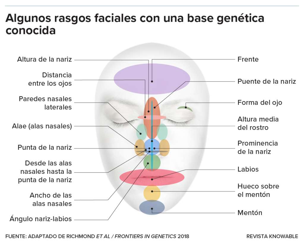 Los científicos han identificado más de 300 genes asociados a rasgos faciales específicos, aunque su efecto en general es pequeño. Aquí se muestran algunas características en las que los genes hacen la diferencias.