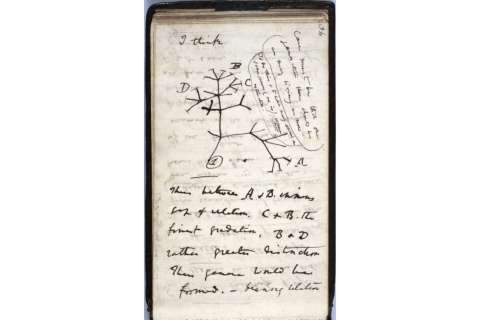 “El misterio de los misterios”: la respuesta de Darwin y Alfred Russell Wallace