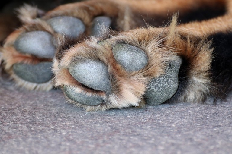 Judicializan a presuntos agresores de animales en Cundinamarca