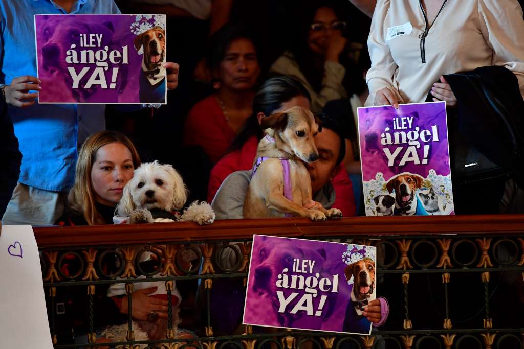 Debate de aprobación de la Ley Ángel para mascotas en el Congreso de la República, ley que castiga el maltrato animal