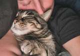 ¿Por qué los gatos se acercan a las personas enfermas?