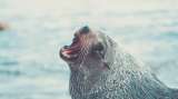 Sacrifican lobos marinos en EE.UU. para proteger a peces en peligro de extinción