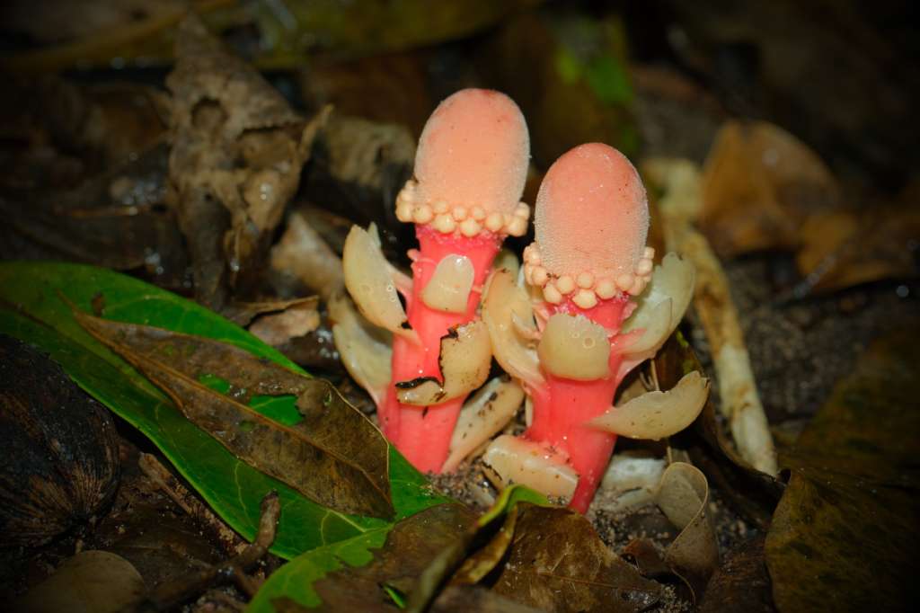 Balanophora fungosa ssp. fungosa fotografiada en la isla de Ishigaki, al sur de la prefectura de Okinawa, cerca de Taiwán.