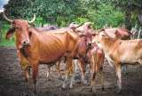 En Cauca, excombatientes buscan tierra para sus proyectos productivos