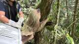 ¡Buenas noticias! Rescatan y reubican a dos perezosos en su hábitat natural