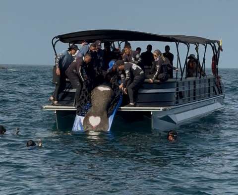 El manatí “Ciruelito” vuelve al mar tras sobrevivir a redes, tiburones y una termoeléctrica