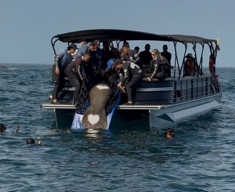 El manatí “Ciruelito” vuelve al mar tras sobrevivir a redes, tiburones y una termoeléctrica