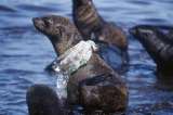Científicos canadienses hallan 25.000 partículas de plástico en solo un metro cúbico de agua de mar