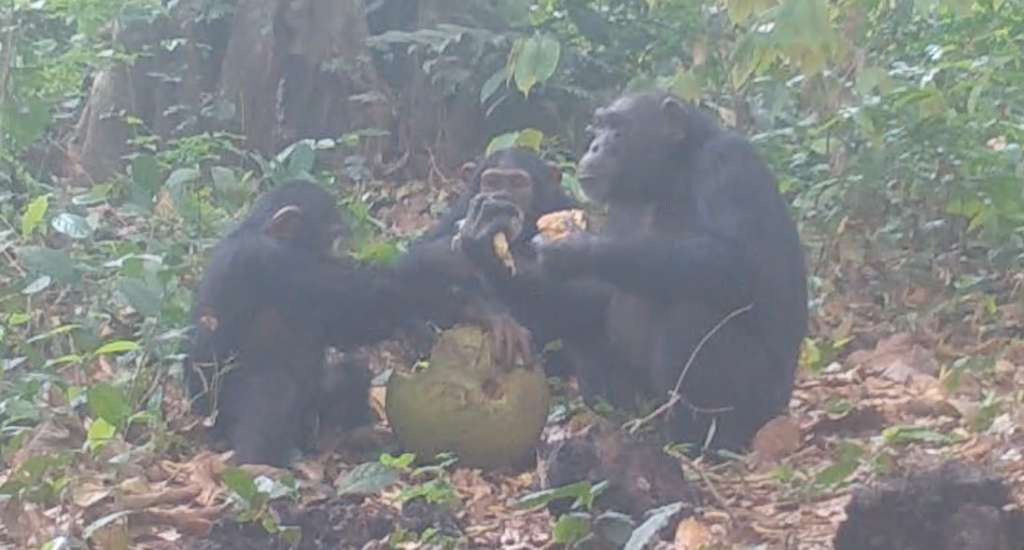 Imagen de los chimpancés, capturada por el equipo de investigadores.