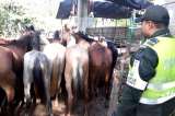 Autoridades sacrificarán a 28 equinos que ingresaron de manera ilegal al país